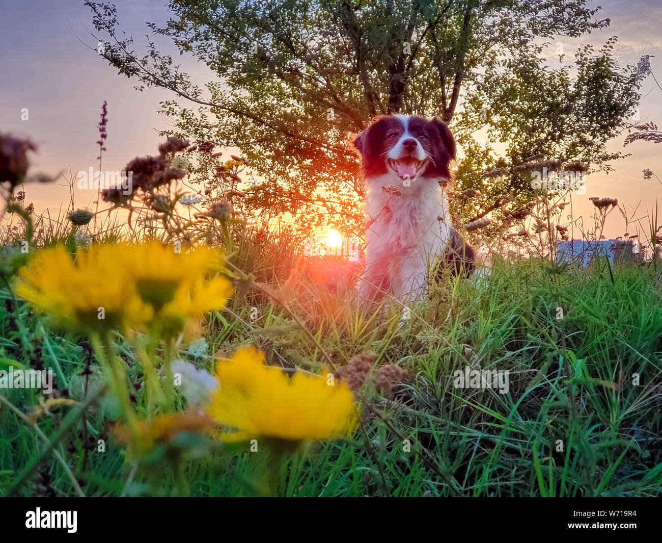 Portrait of a dog posing in the nature on a summer flowering meadow ...