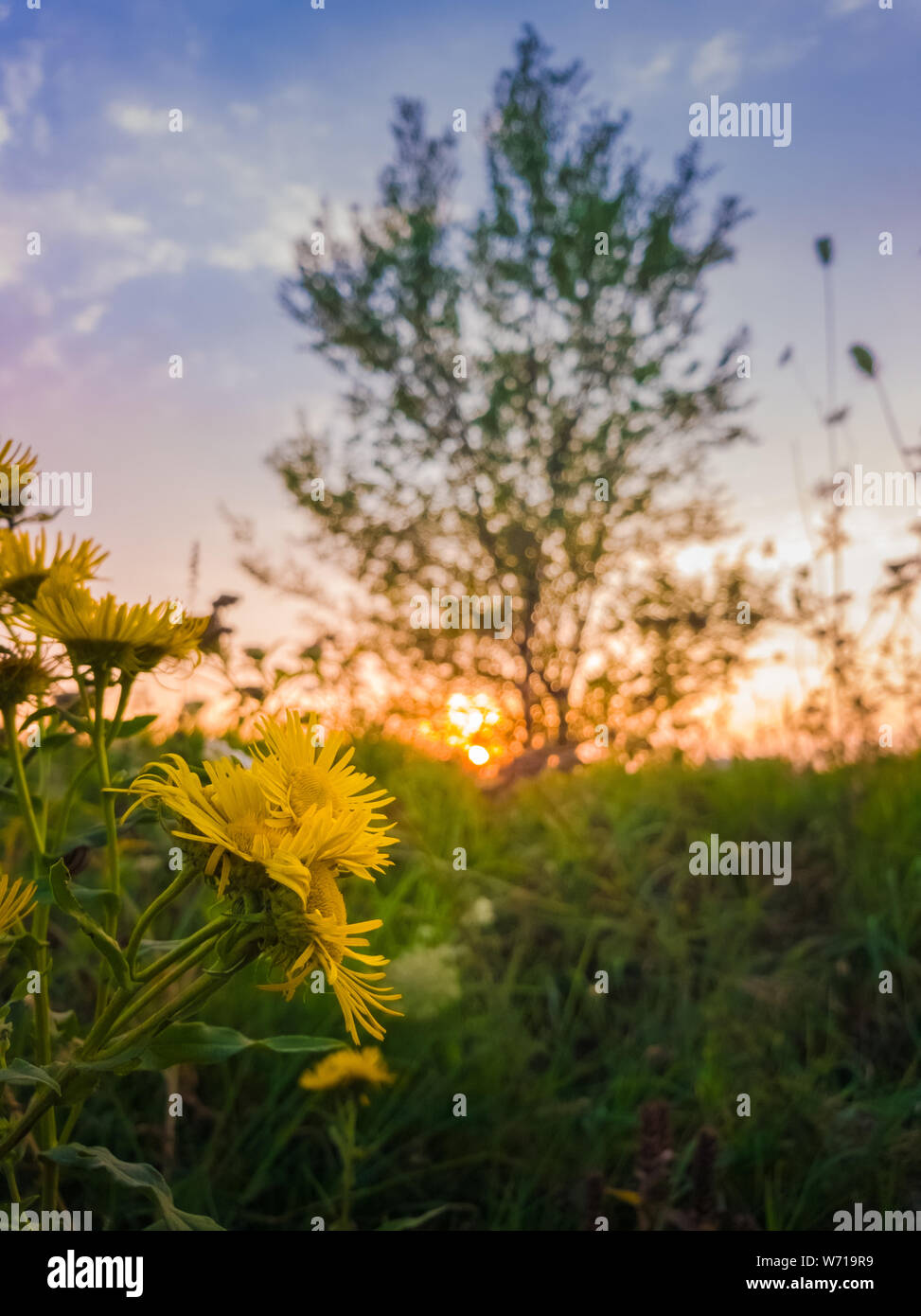 Close up of yellow wildflowers blooming on a meadow over sunset sky background. Golden Crownbeard or Verbesina encelioides flowering. Stock Photo