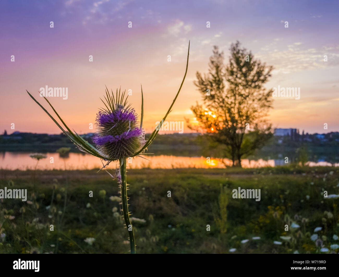 Wild teasel (Dipsacus fullonum) flowering on a summer meadow over sunset sky background. Purple seeds bloom on thorn flowerhead. Steppe thistle, Fulle Stock Photo