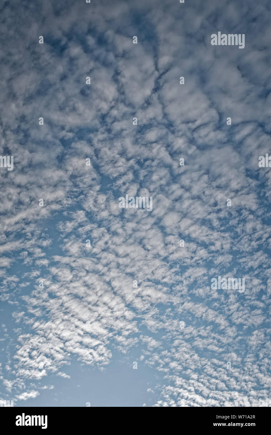 Mackerel clouds (altocumulus undulatus) in blue sky; portrait format. Stock Photo