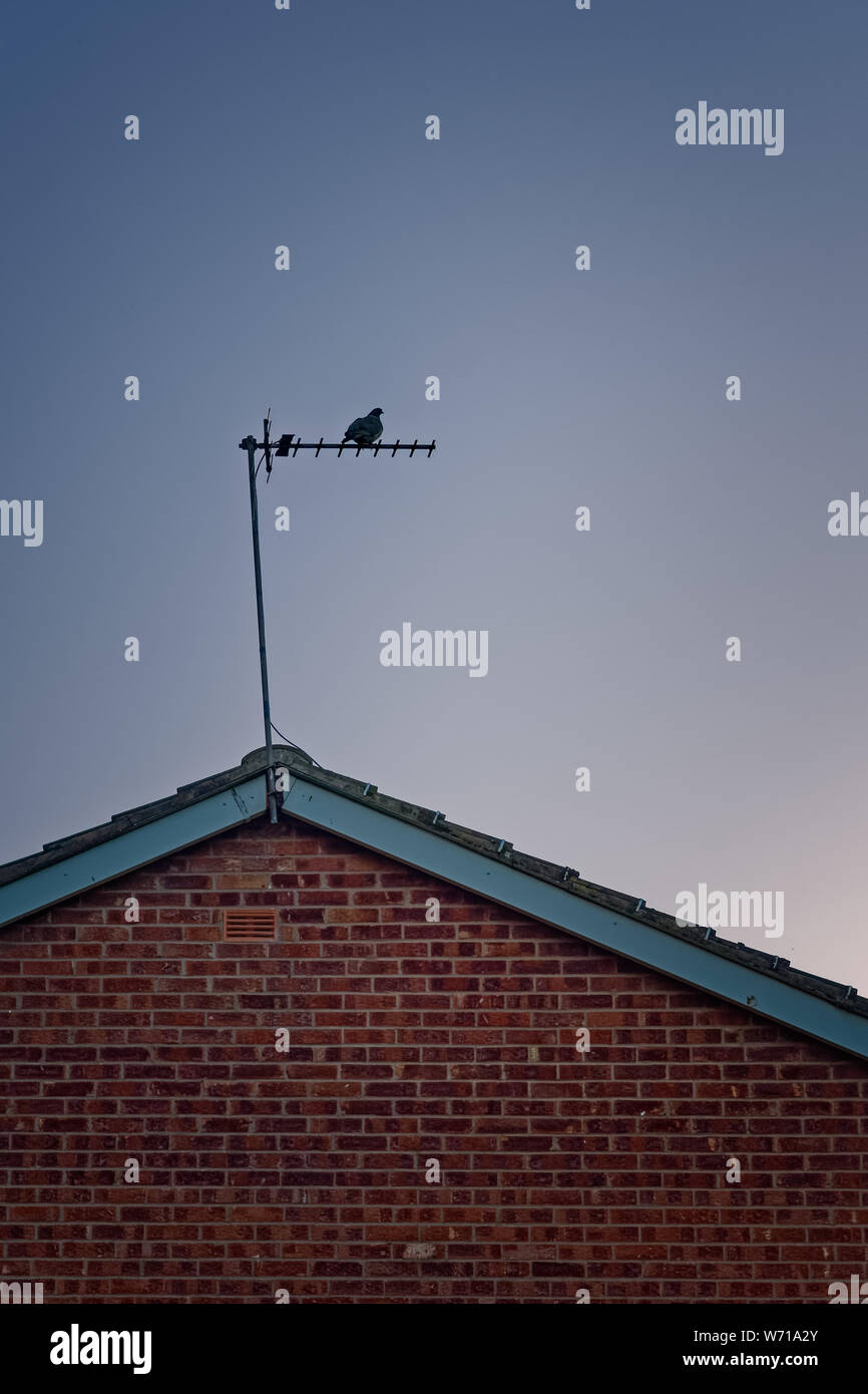 Pigeon perching on television aerial fixed to the roof of a red brick house, silhouetted against an evening sky. Stock Photo