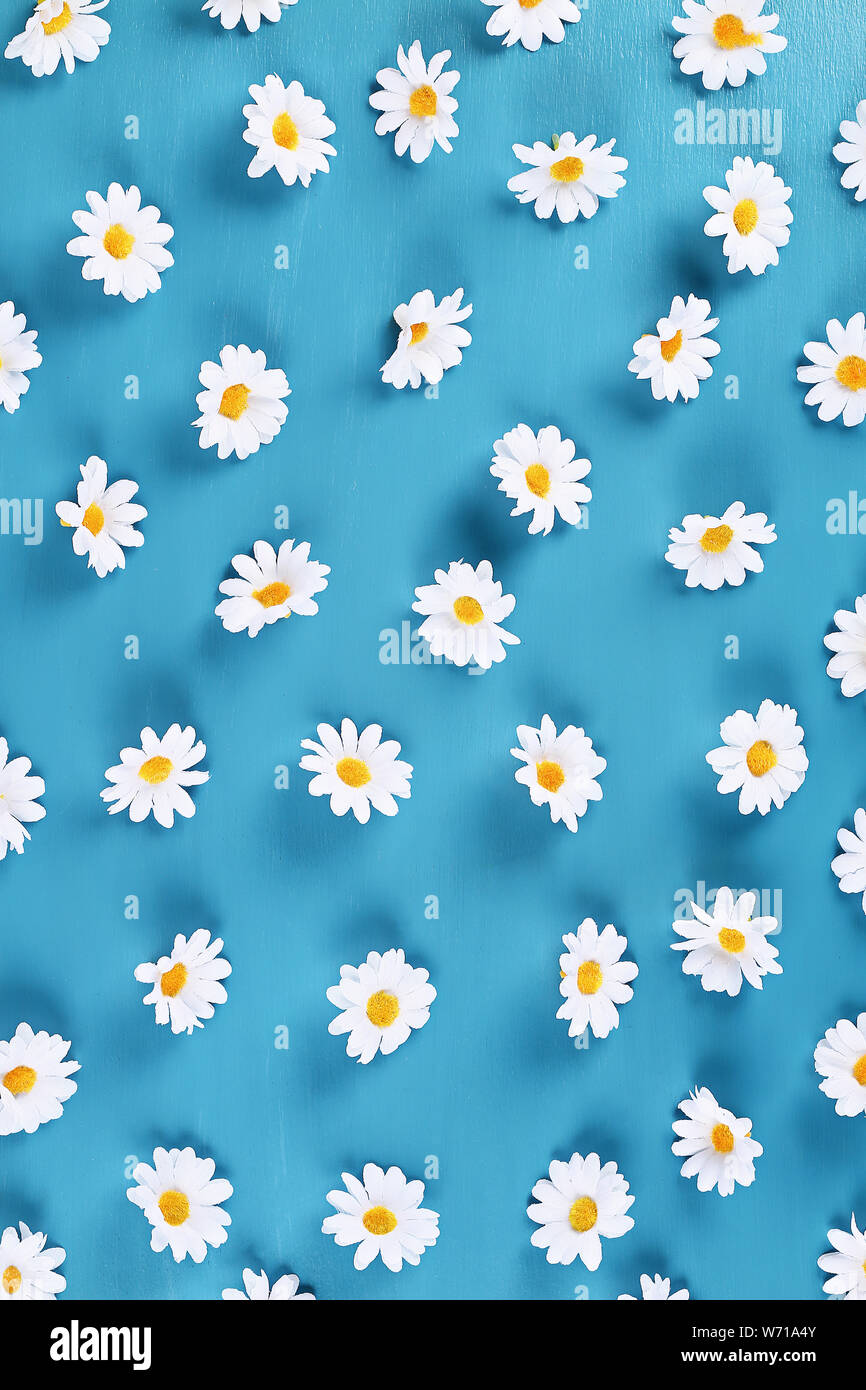 Daisies On A Blue Background Top View Summer Background Flat Lay Stock Photo Alamy Daisies On A Blue Background Top View Summer Background Flat Lay Stock Photo Alamy