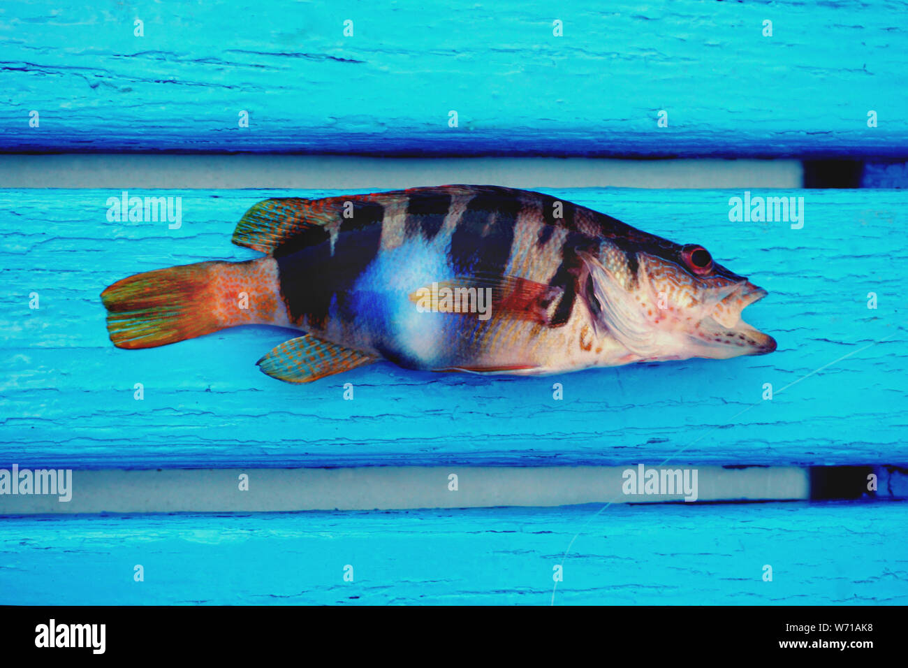 Small colorful sea fish Serrnus Scriba with fluorescent blue spot on the body, at the bottom of the boat on the light blue wooden floorboards Stock Photo