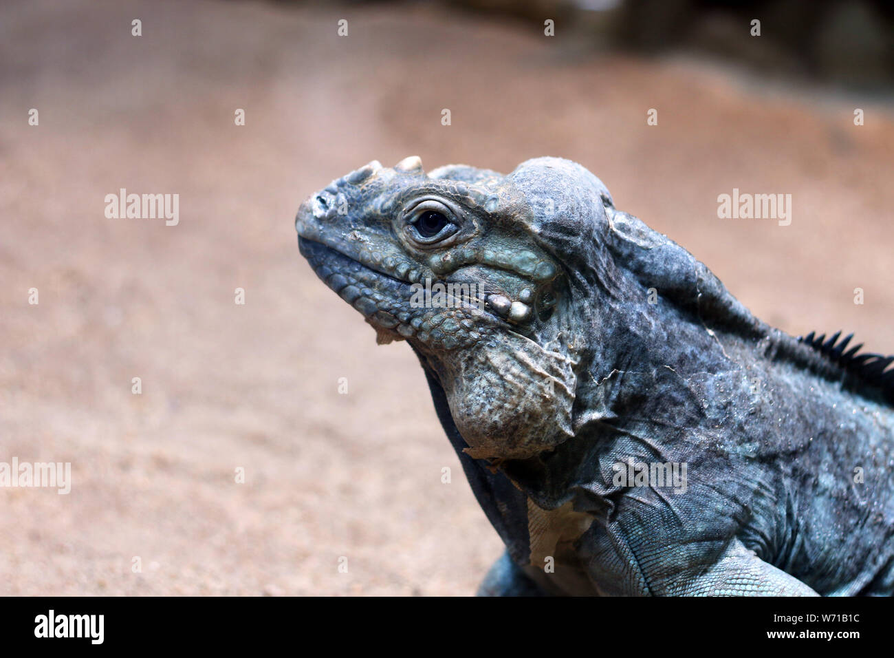 Iguana close up portrait wildlife nature Stock Photo