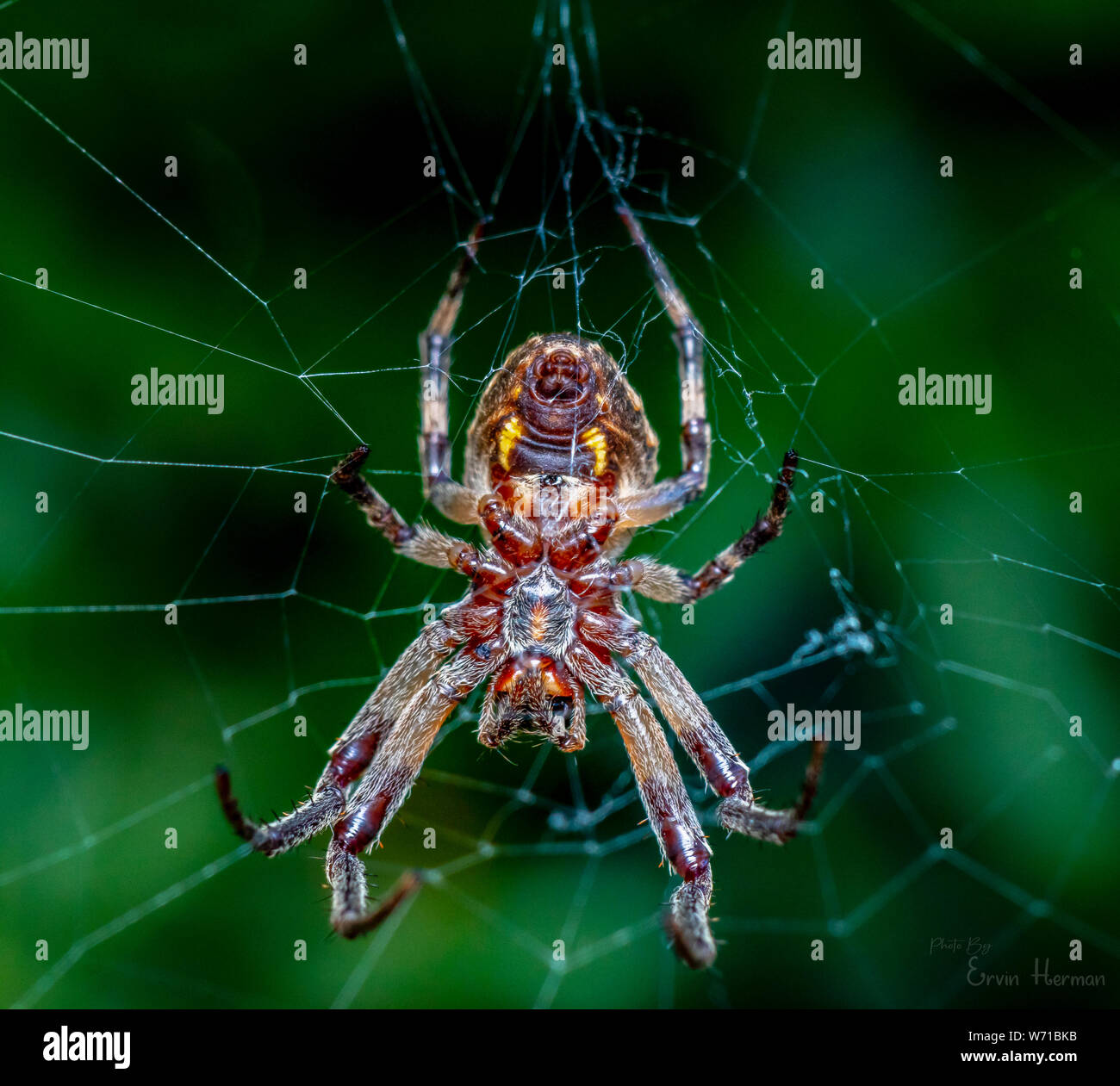 macro-photo of a beautiful spider Stock Photo - Alamy