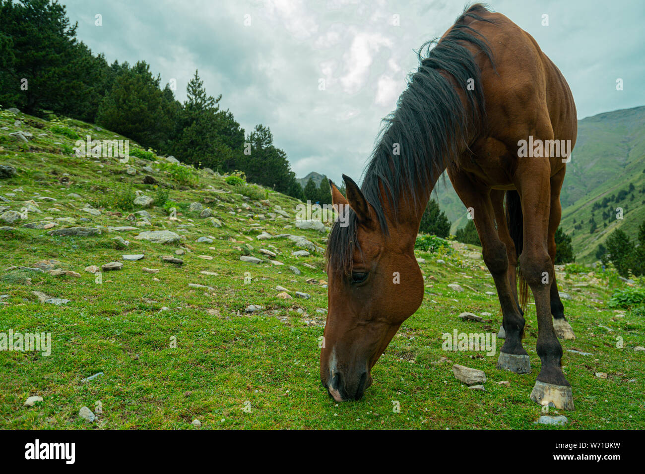 Beautiful Brown Arabian Horse Grazing On High Mountain Stock Photo Alamy