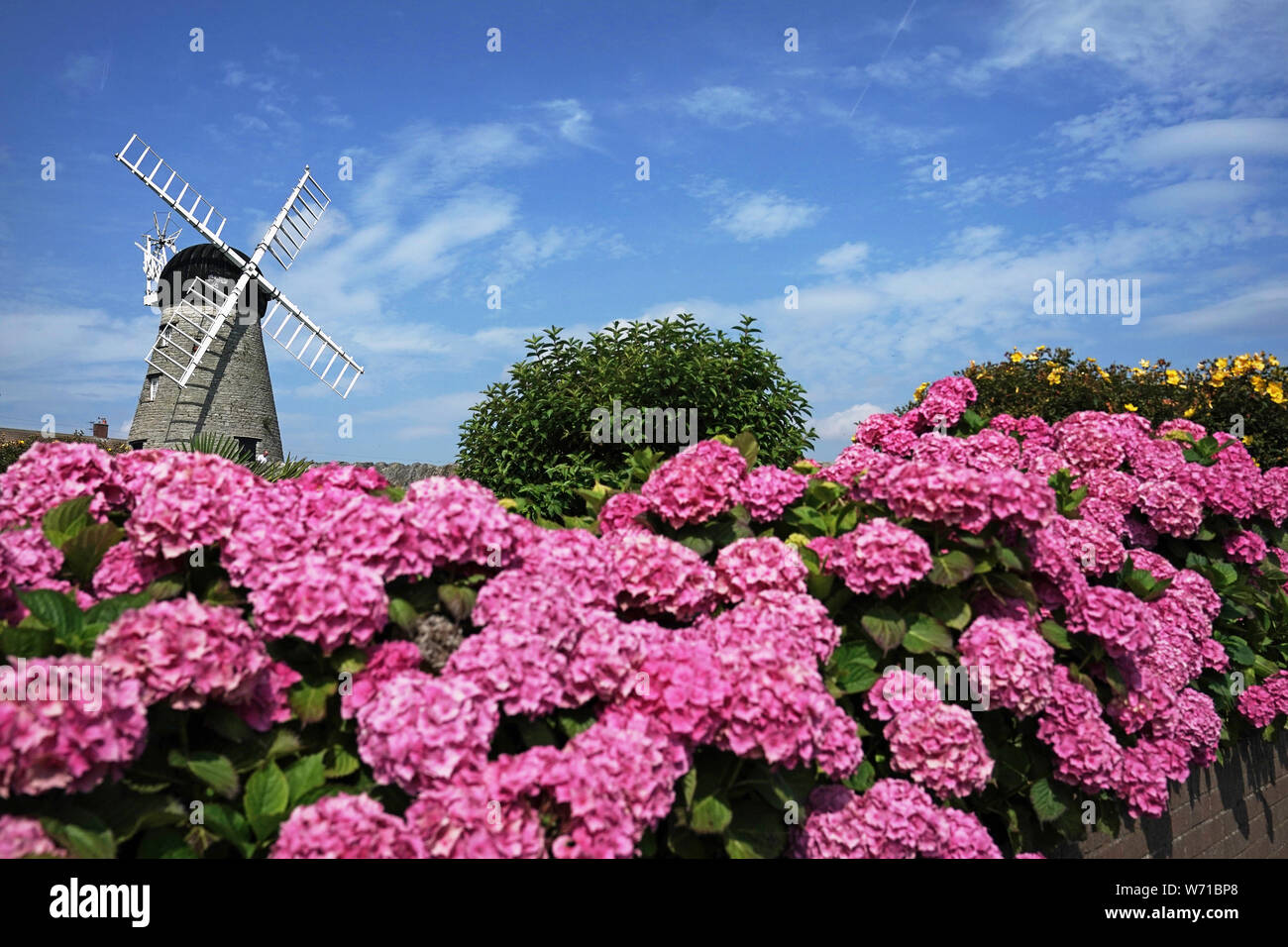 Bright colourful rhododendrons in front of Whitburn Windmill on a bright summer day in Sunderland. Thunderstorms could bring further misery to parts of the UK already affected by flooding with weather warning being issued by the Met Office for much of northern England and the midlands. Stock Photo