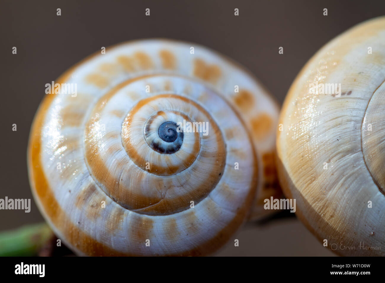 tiny snail shell in northern Israel in a nature reserve Stock Photo - Alamy
