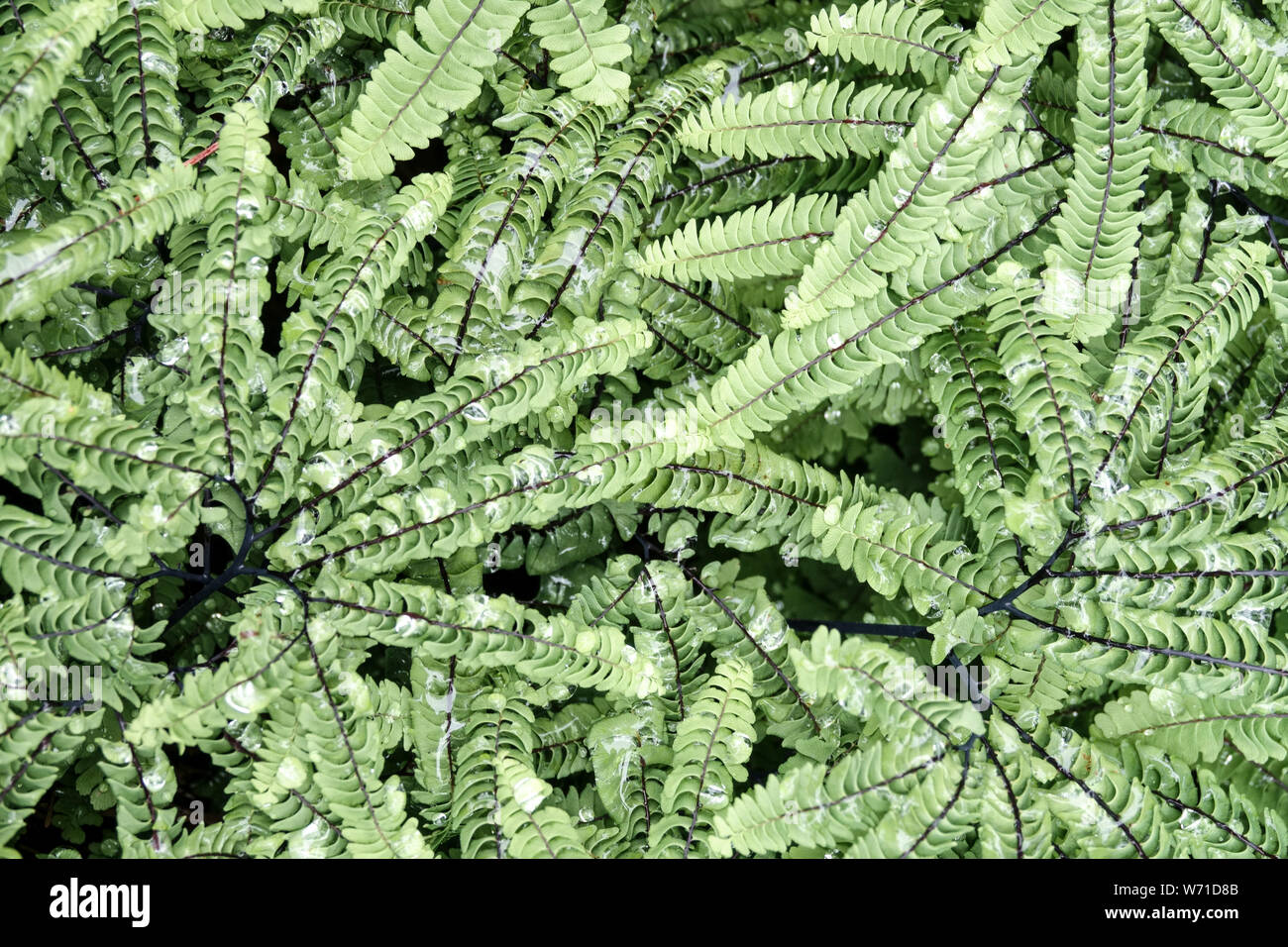 Maidenhair Fern, Adiantum aleuticum, fern leaves of plant in garden Stock Photo