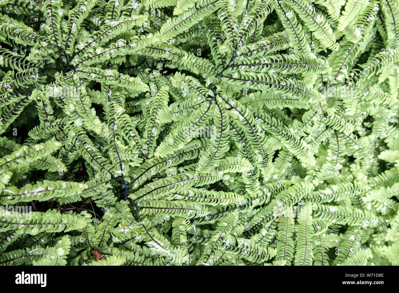 Maidenhair Fern, Adiantum aleuticum, fern leaves of plant in garden Stock Photo