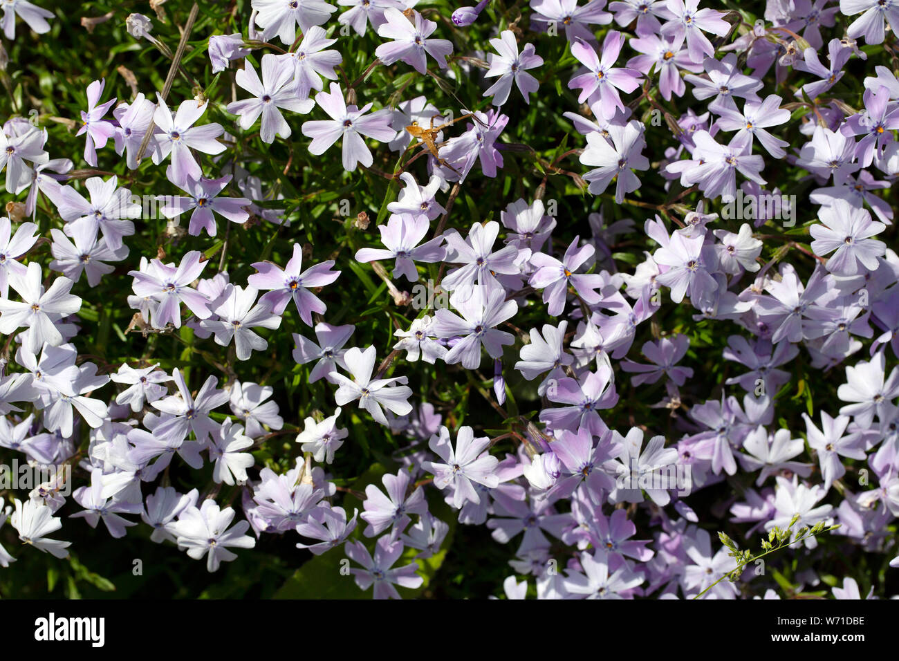 Flowering Annual Phlox (Phlox drummondii) Stock Photo