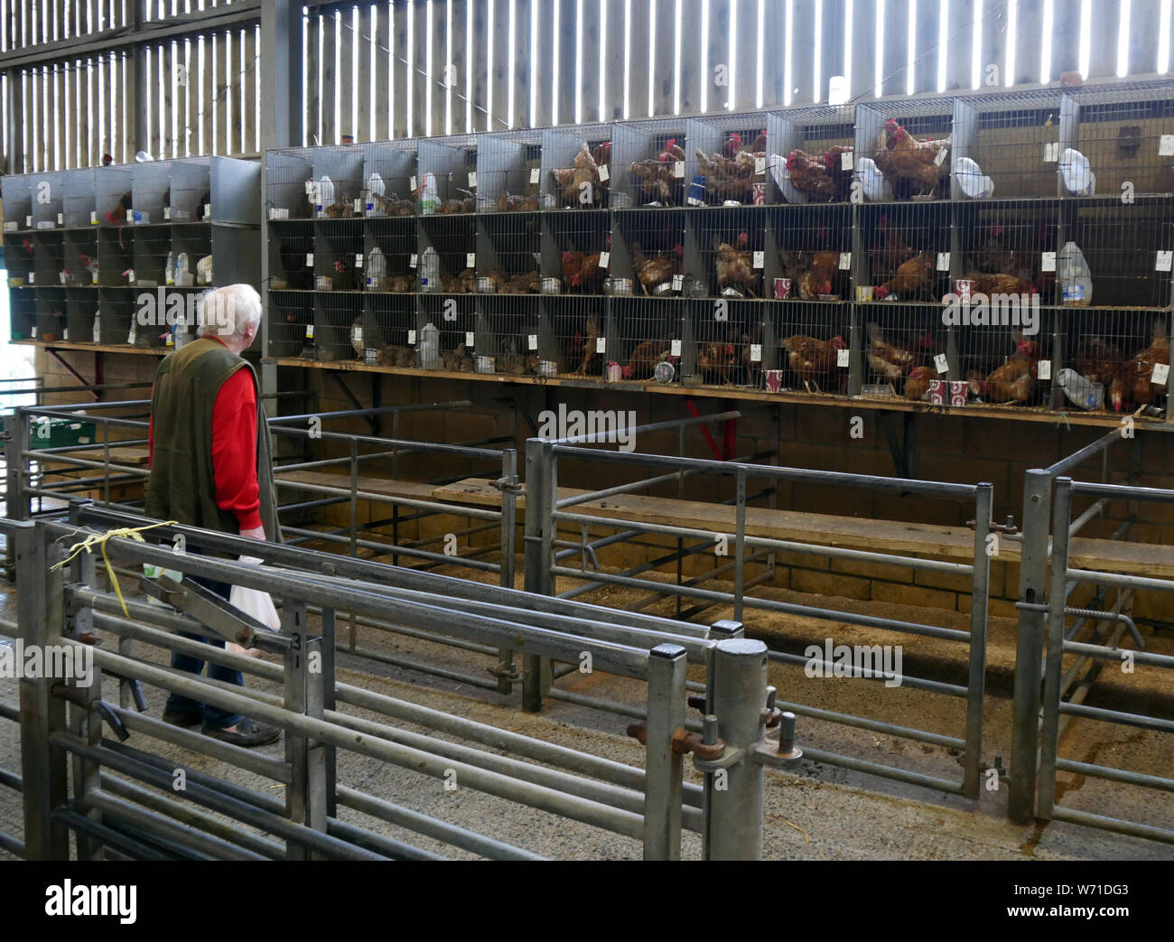 Caged livestock lotted up and ready to be sold at a traditional poultry auction in England UK photo DON TONGE Stock Photo