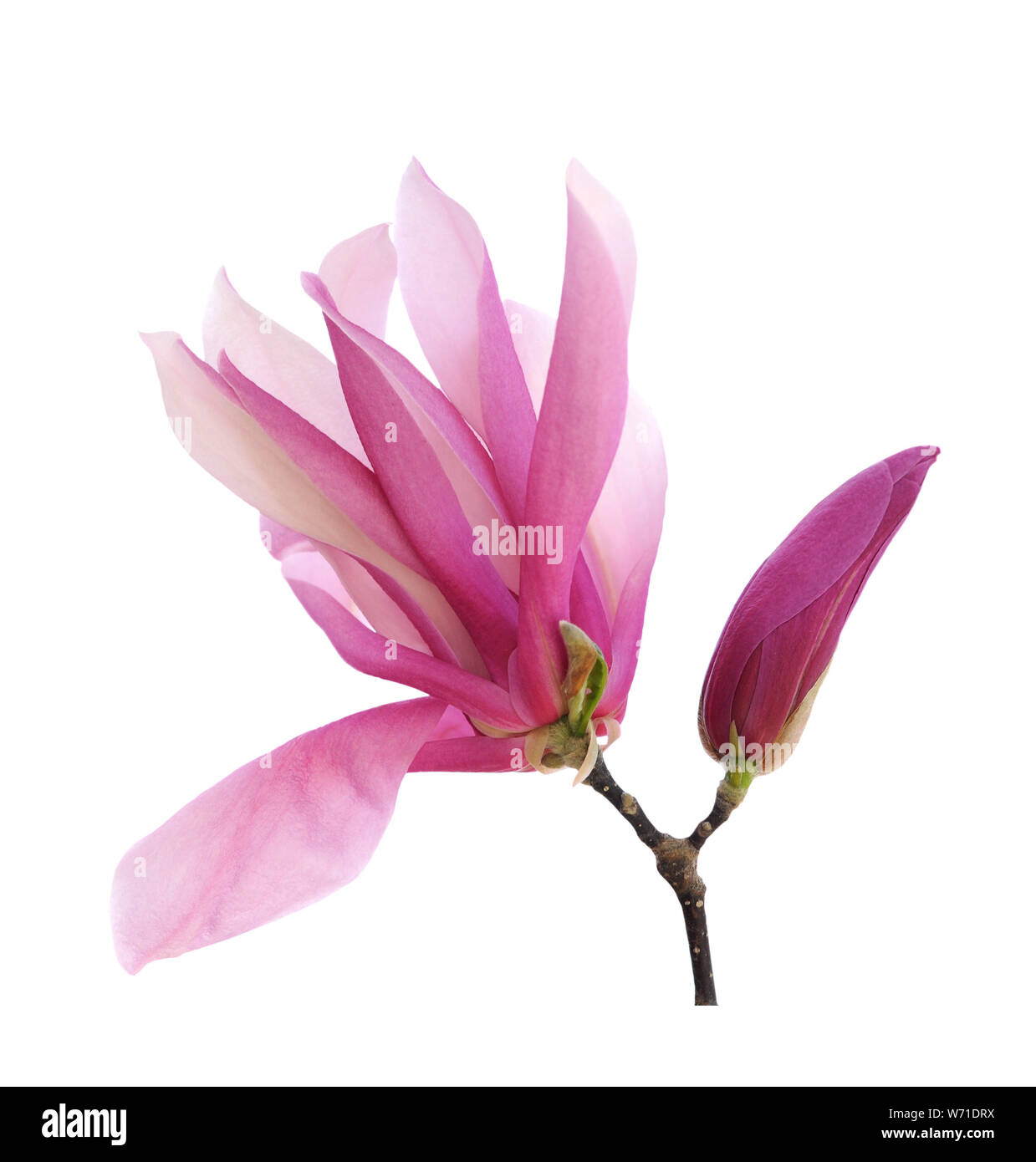 magnolia flower isolated on white Stock Photo - Alamy