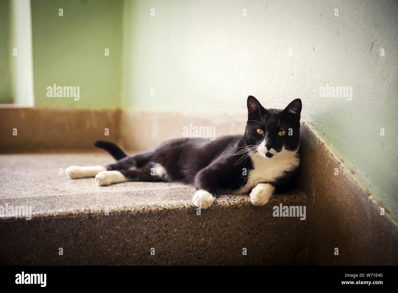 black and white cat rest of stairs stairs in the building Stock Photo ...