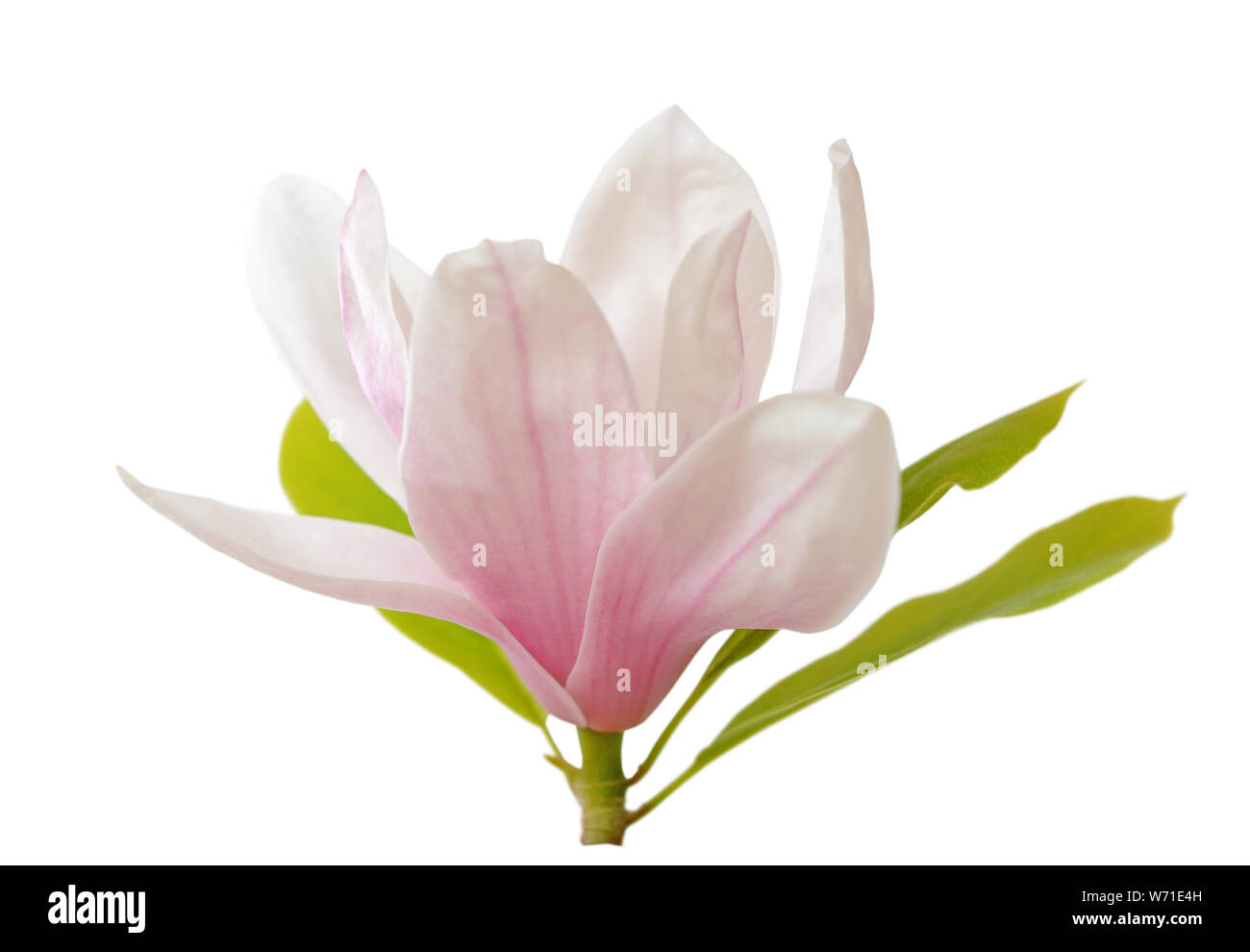 magnolia flower isolated on white Stock Photo - Alamy