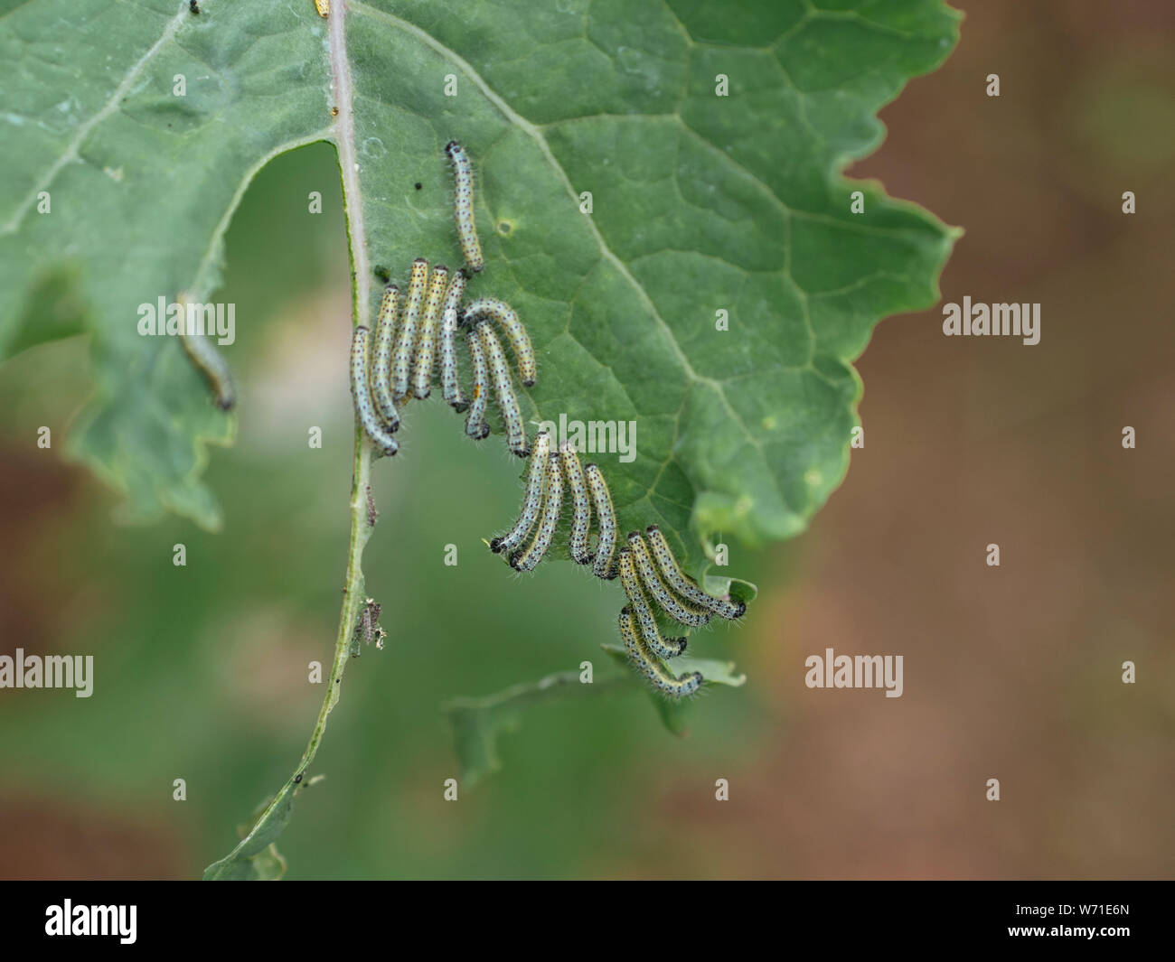 Cabbage white (Pieris brassicae) caterpillars on a kale leaf Stock