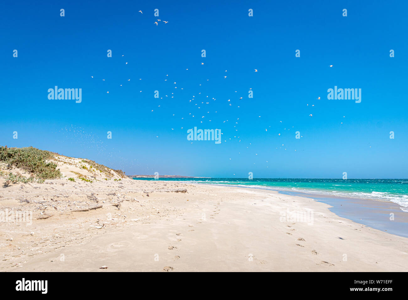 Beach of Coral Bay swarms of seagulls flying in the air Stock Photo