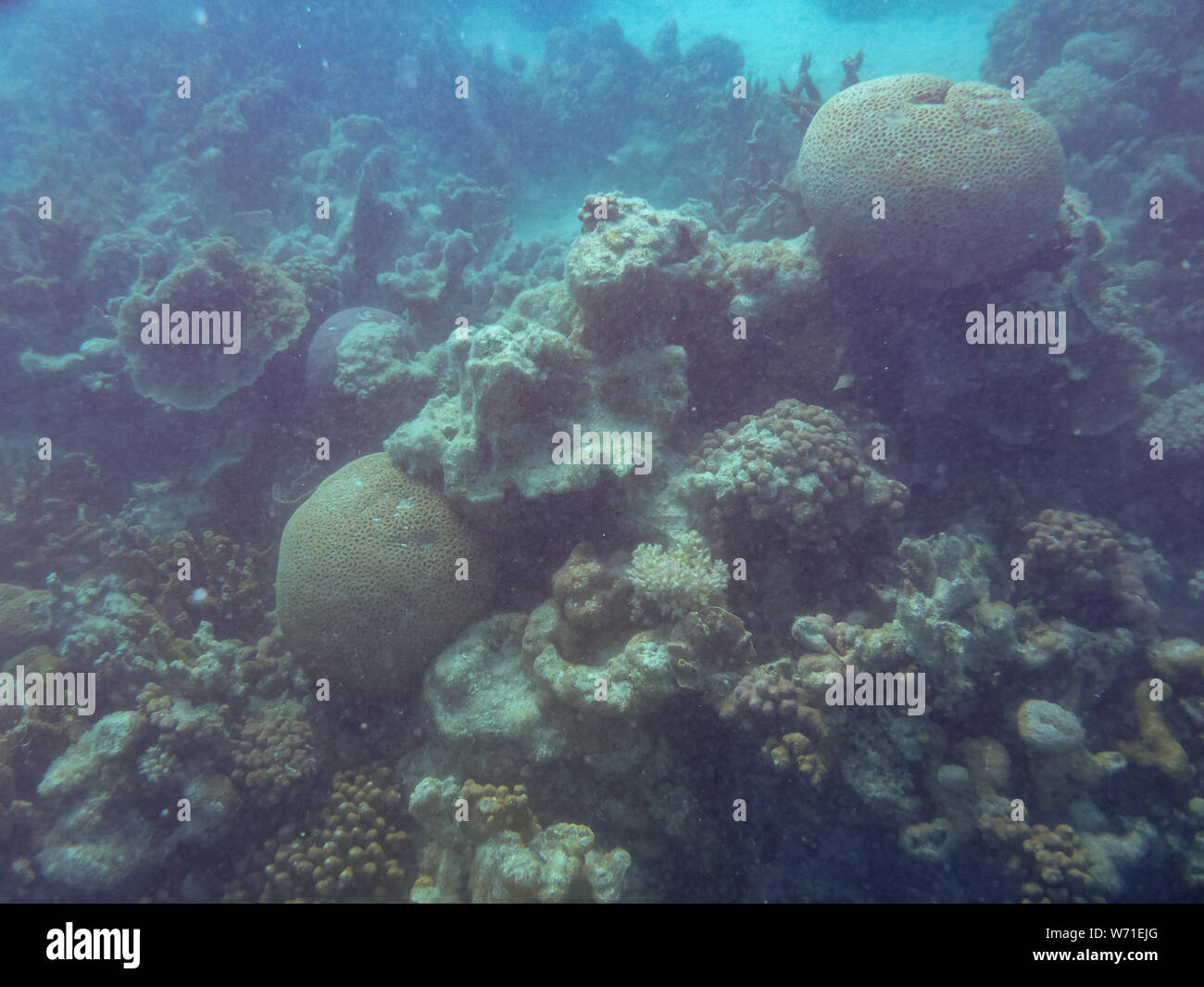 Coral bleaching great barrier reef hires stock photography and images