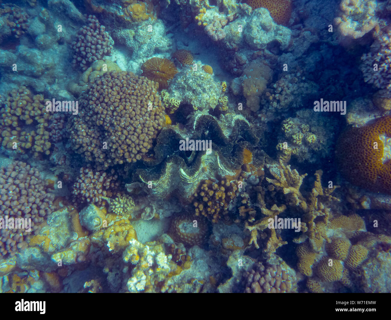 Giant clam massive sea shell between corals at Ningaloo Reef close to Coral Bay Australia Stock Photo