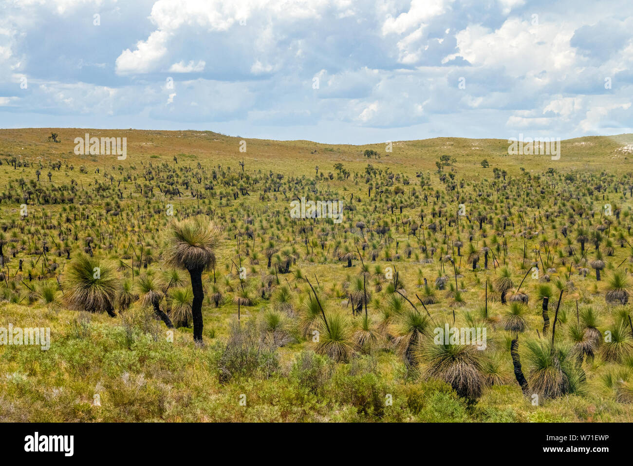 Palm trees in Western Australian bush resistant to wild fire Stock