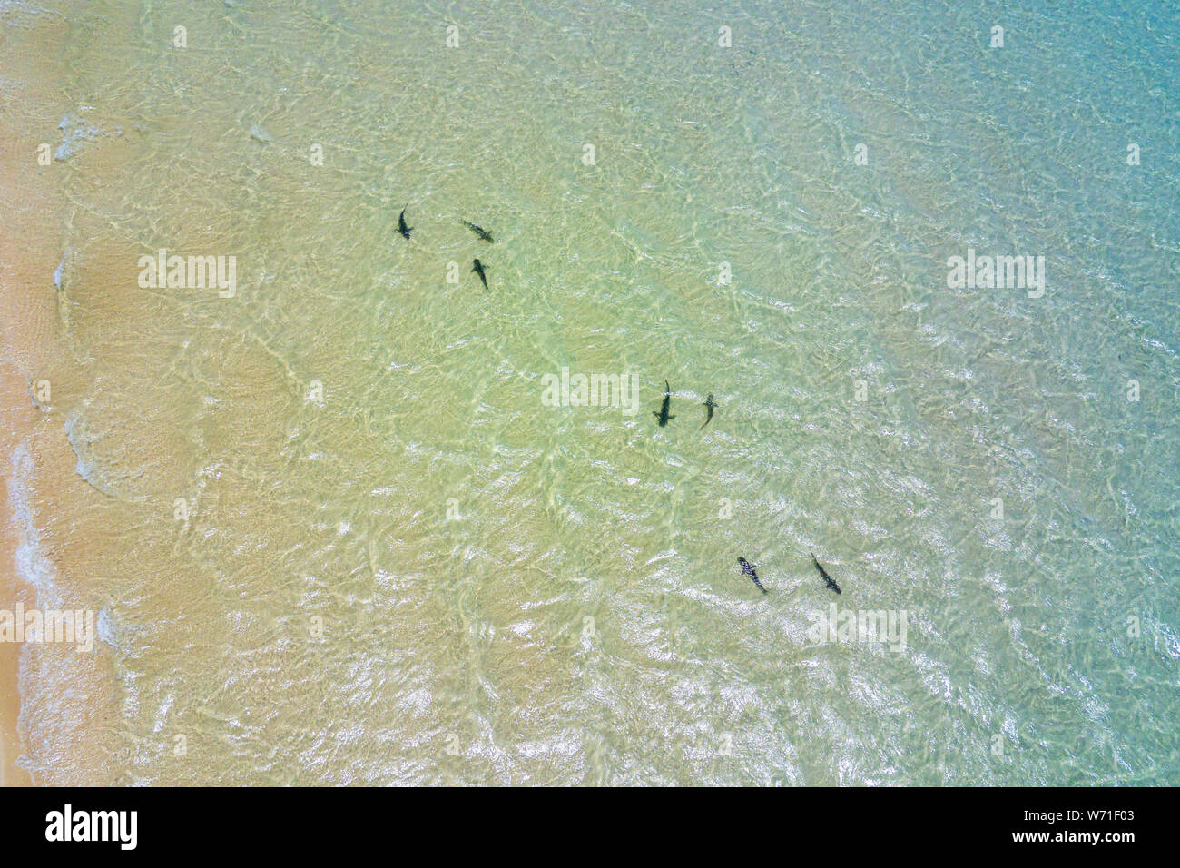Reef sharks breeding grounds at Ningaloo Reef Coral Bay Australia Stock
