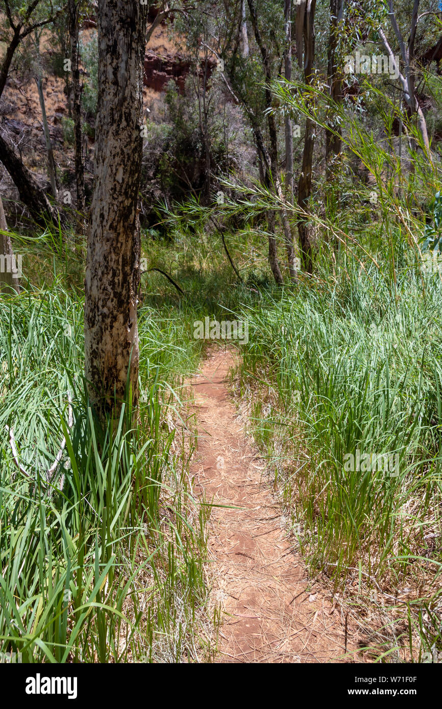 Path through grass and eucalyptus trees at the bottom of Dales Gorge at Karijini National Park Australia Stock Photo