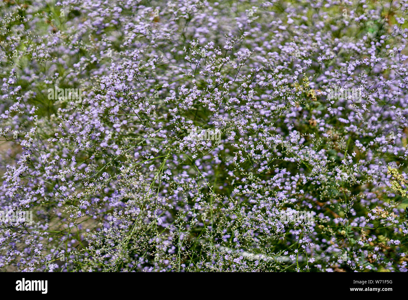 Limonium latifolium in full bloom sea-lavender, statice, caspia ,marsh ...