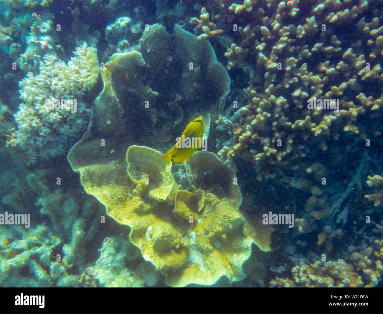 Tropical coral reef at Ningaloo Reef close to Coral Bay Australia Stock Photo