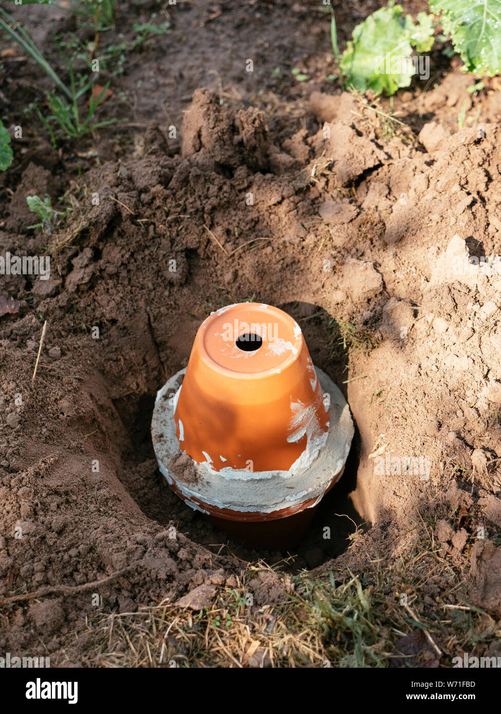 Home made clay pot irrigation system being dug into the garden Stock Photo  - Alamy