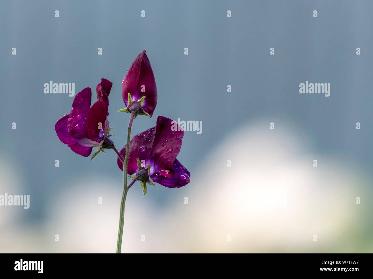 Plum coloured Sweet Pea flowers against an out of focus background Stock Photo