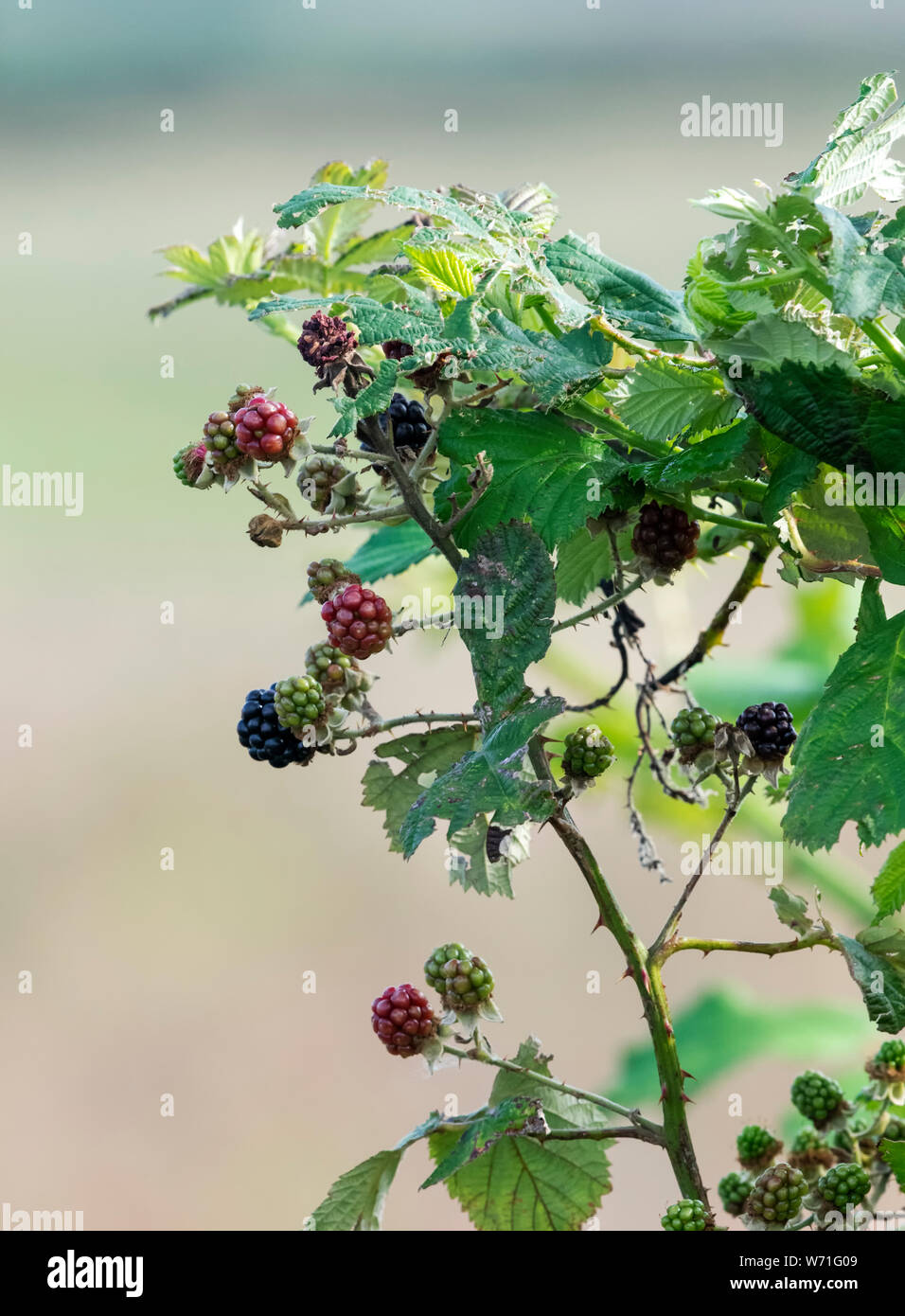 Prickly bramble plant hi-res stock photography and images - Alamy
