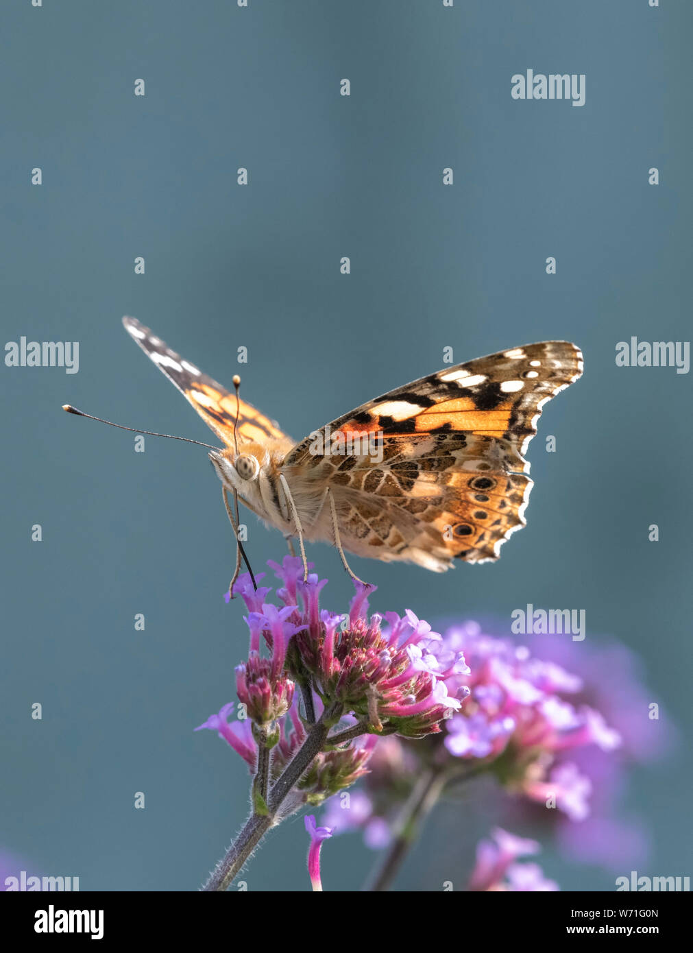 Painted Lady butterfly (Vanessa cardui) feeding from a Verbena flower Stock Photo