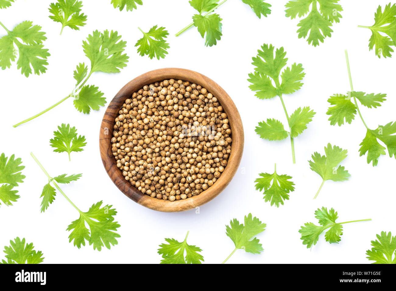 Coriander seeds and leaves on white background Stock Photo - Alamy