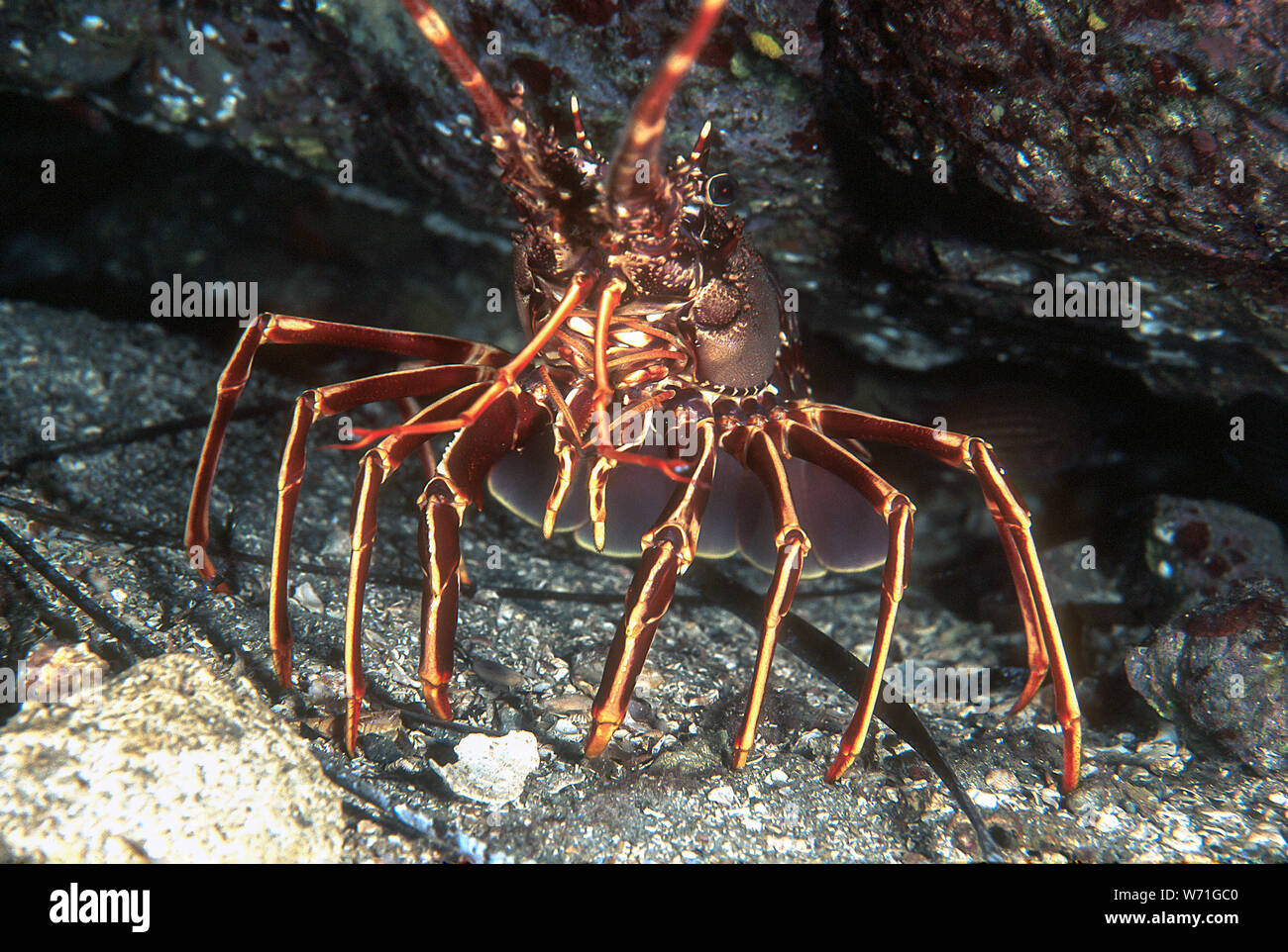 Italy Sardinia Protected area of Capo Carbonara - lobster Stock Photo