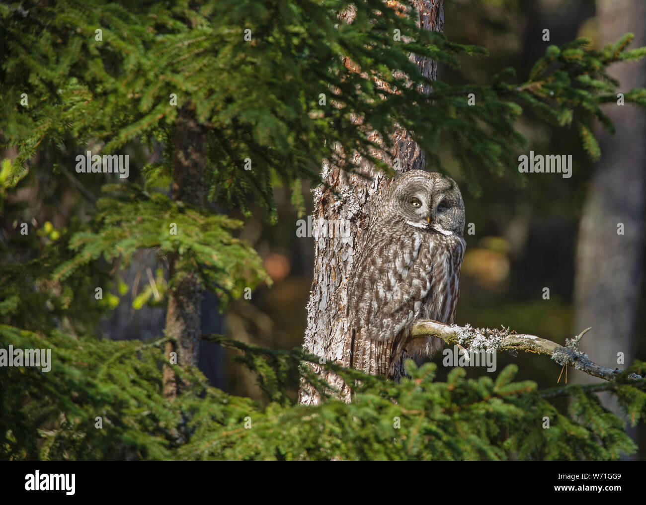 Great Gray Owl (Strix Nebulosa), sitting on a branch in the forest. The great gray owl  is a very large owl. This owl is one of the world's largest ow Stock Photo