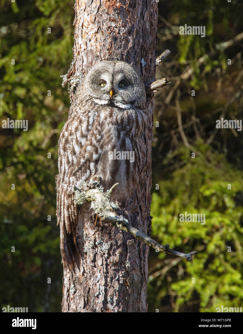 This owl is one of the world's largest owls. Wildlife in Sweden