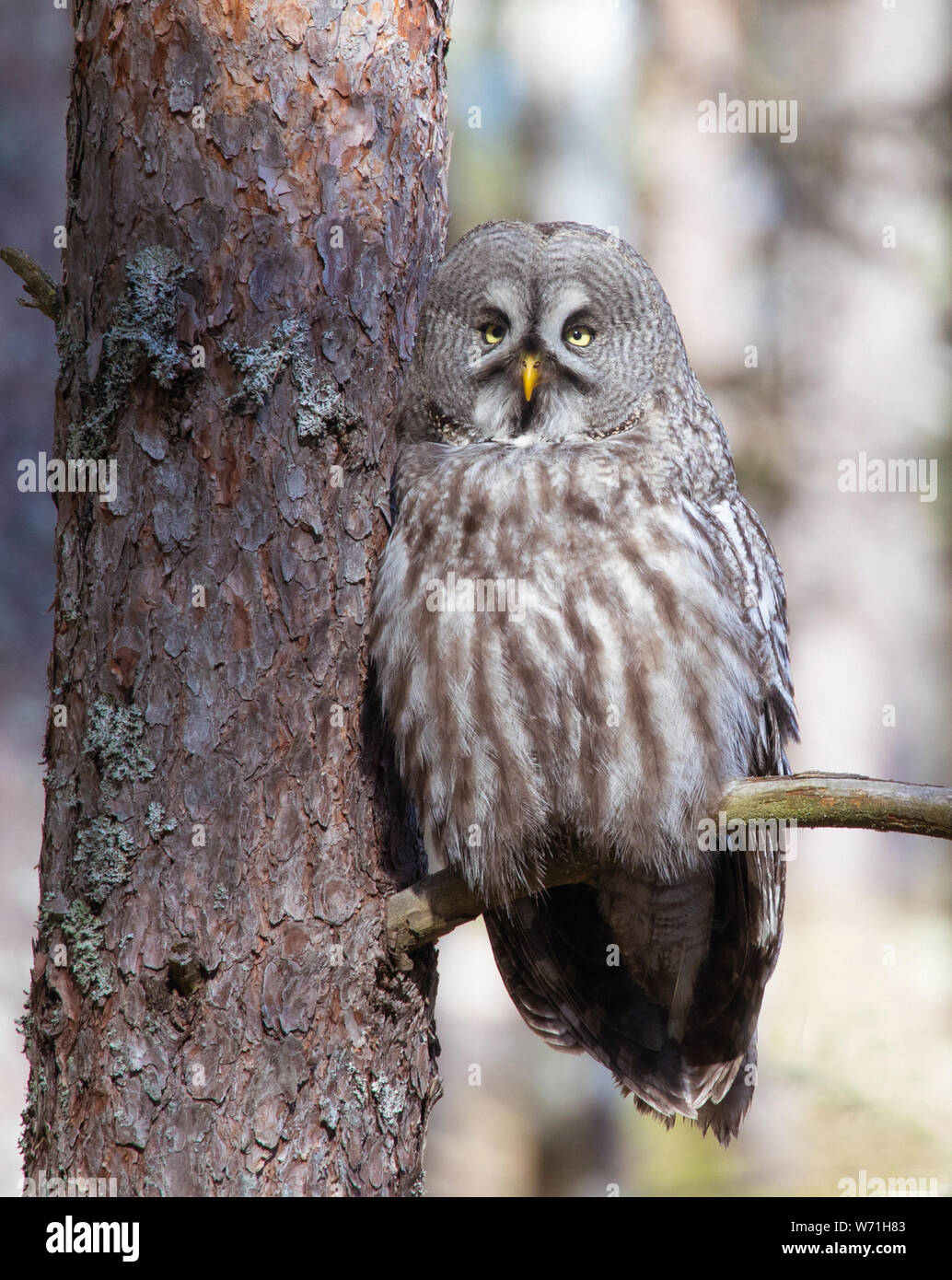 Great Gray Owl (Strix Nebulosa), sitting on a branch in the forest. The great gray owl  is a very large owl. This owl is one of the world's largest ow Stock Photo