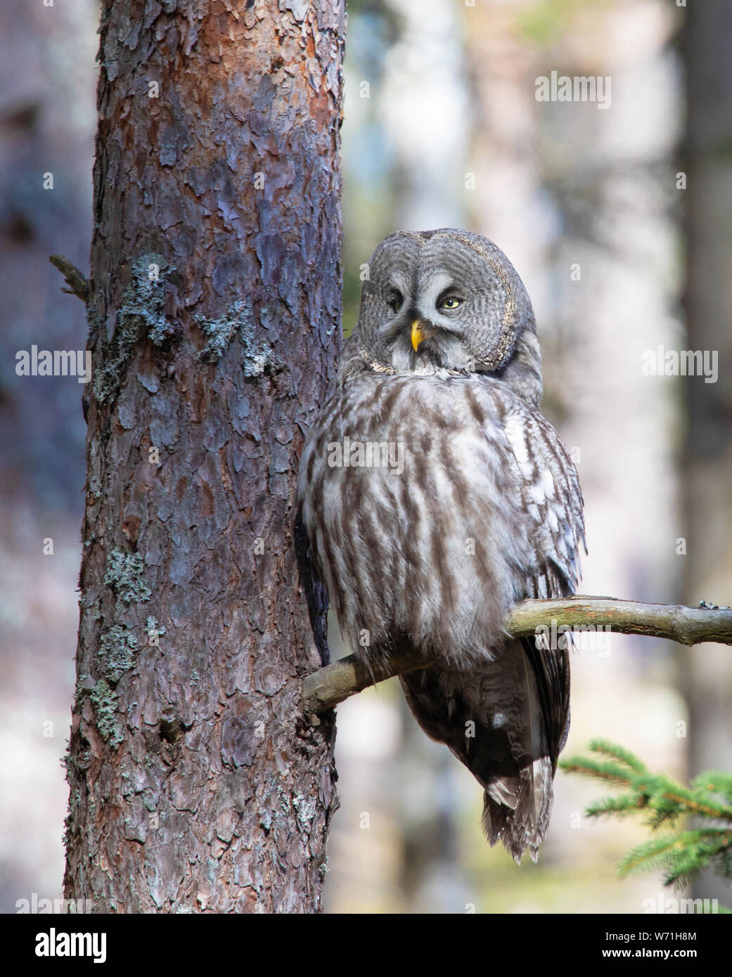 Great Gray Owl (Strix Nebulosa), sitting on a branch in the forest. The great gray owl  is a very large owl. This owl is one of the world's largest ow Stock Photo