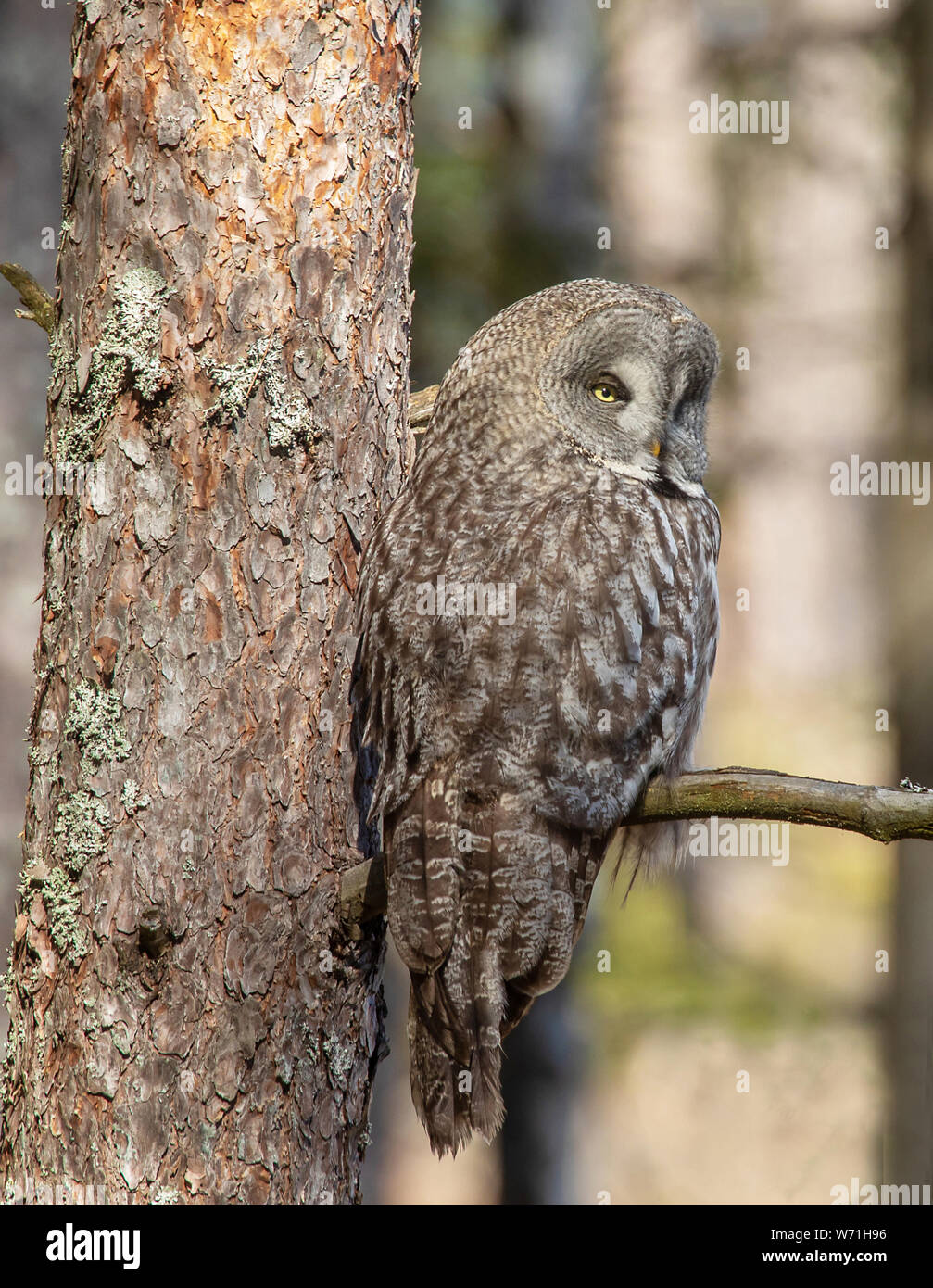 Great Gray Owl (Strix Nebulosa), sitting on a branch in the forest. The great gray owl  is a very large owl. This owl is one of the world's largest ow Stock Photo