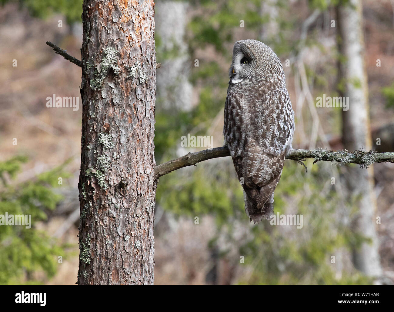Great Gray Owl (Strix Nebulosa), sitting on a branch in the forest. The great gray owl or great gray owl (Strix nebulosa) is a very large owl. Stock Photo