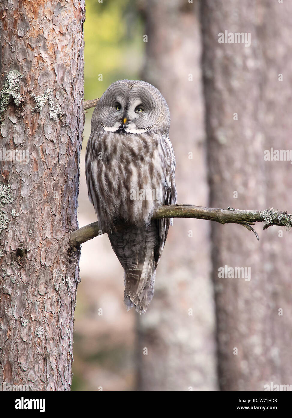 Great Gray Owl (Strix Nebulosa), sitting on a branch in the forest. The great gray owl  is a very large owl. This owl is one of the world's largest ow Stock Photo