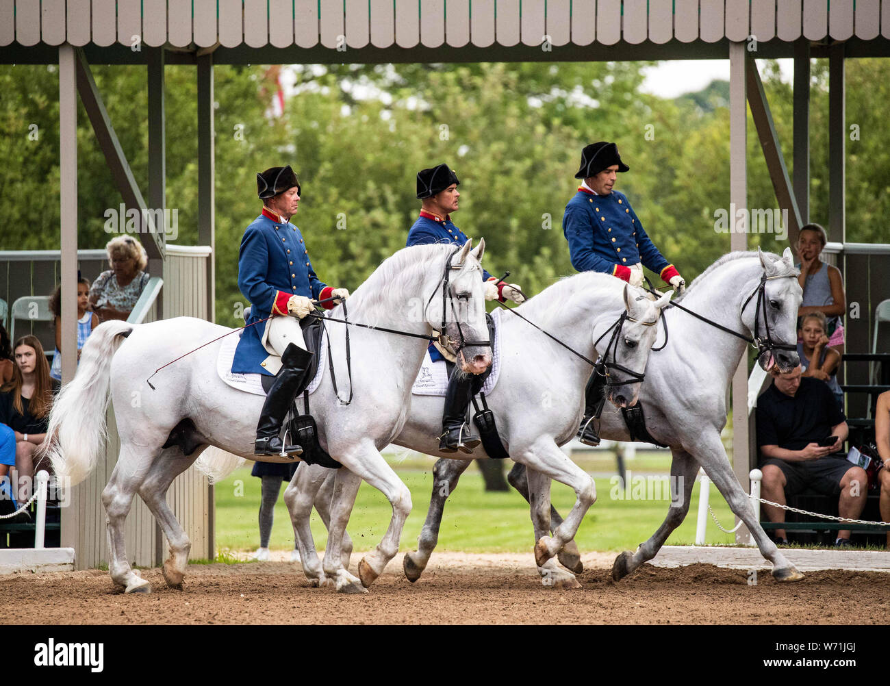 Lipizzans horses hi-res stock photography and images - Alamy