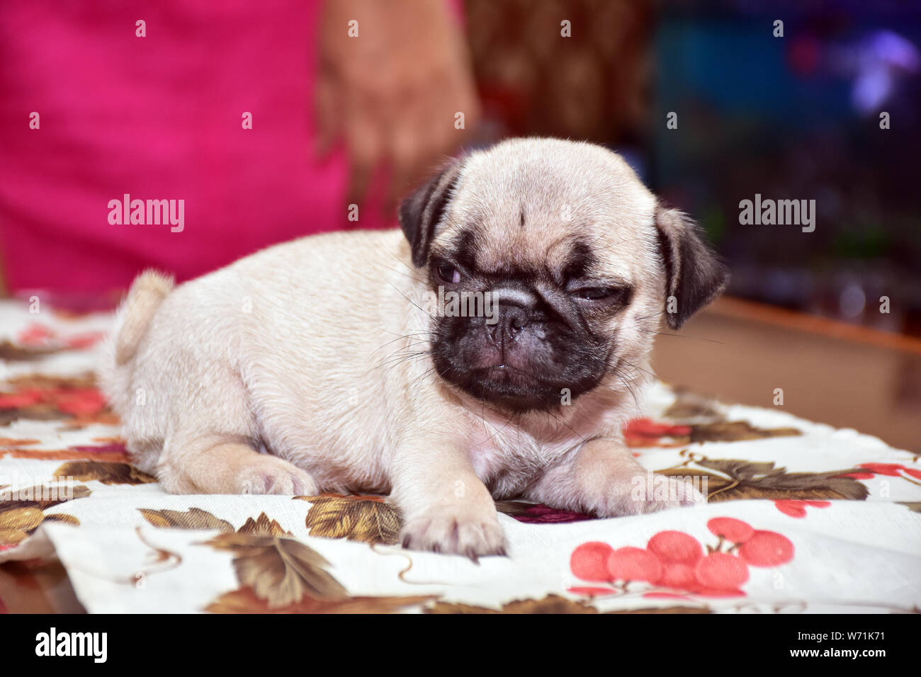 a sweet dog pug Stock Photo