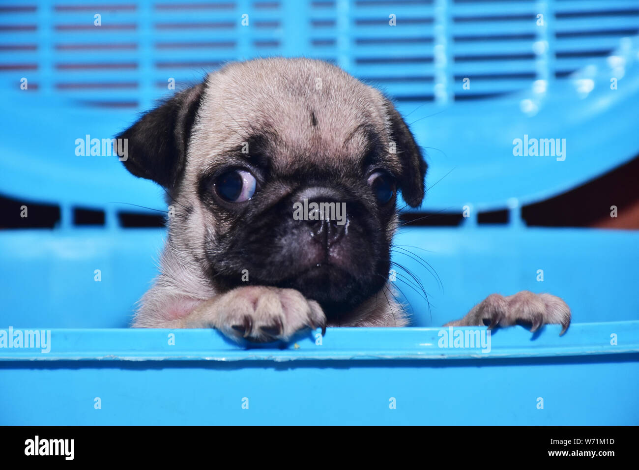 a sweet dog pug Stock Photo