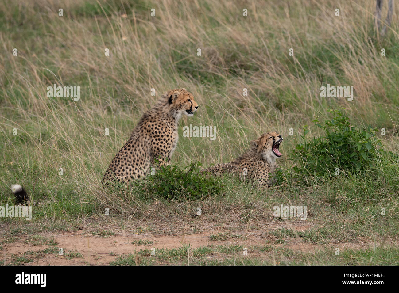 two Cheetahs sitting up in short grass of Masai Mara, Kenya Stock Photo
