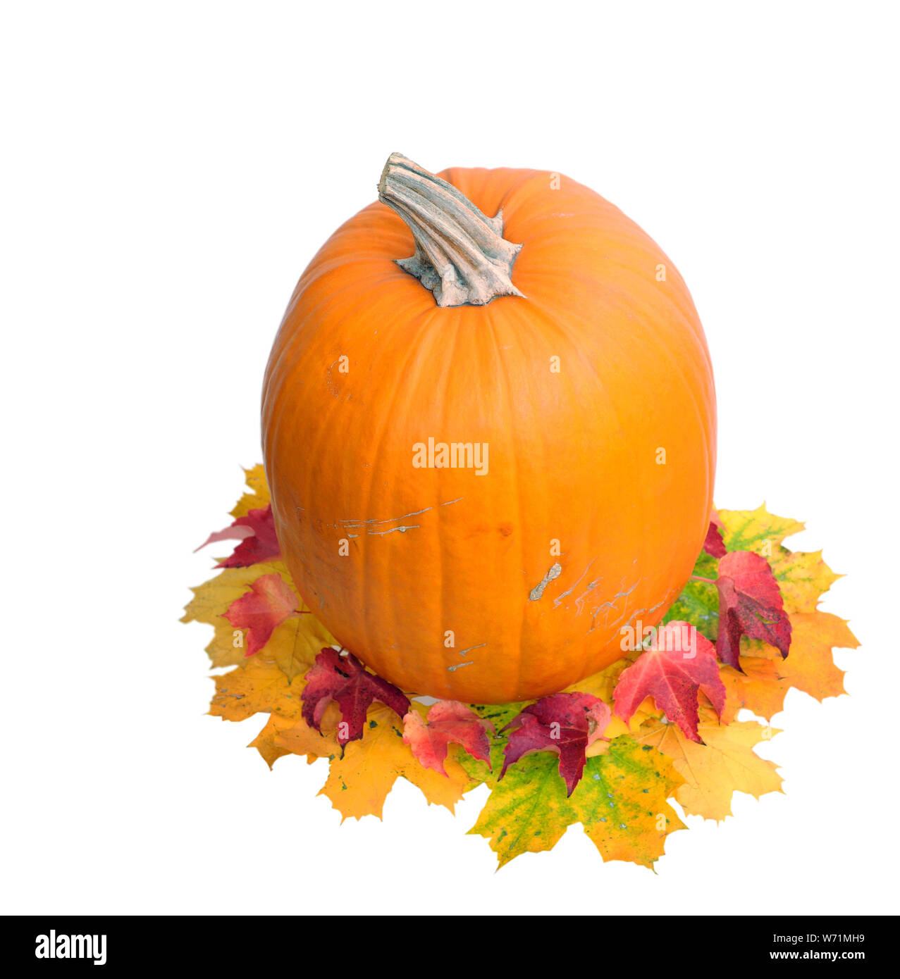 single pumpkin and autumn leaves isolated on white Stock Photo - Alamy