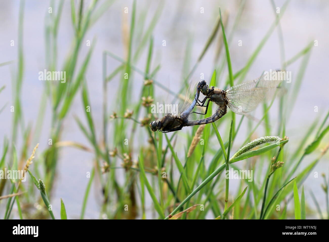 Skimmer black hires stock photography and images Alamy