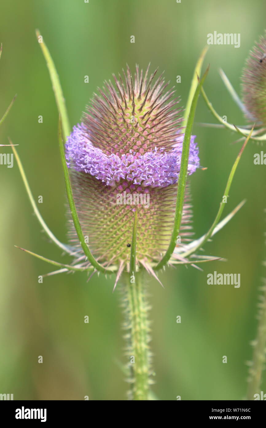 a Teasel plant (Dipsacus fullonum) with its conical seed head, with a ...