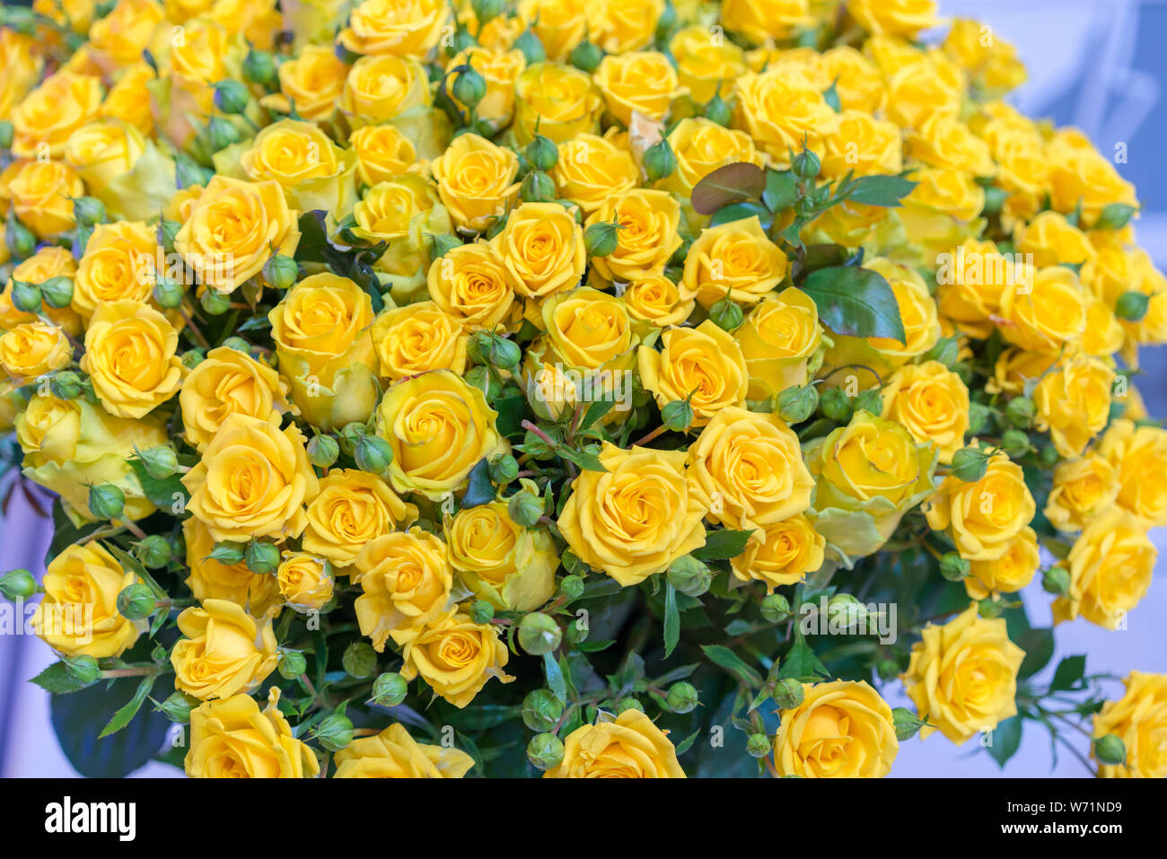 Yellow Rose Flowers Background