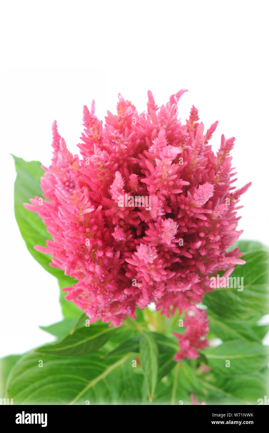 Pink Celosia argentea isolated on a white background Stock Photo